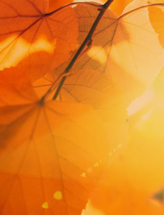 Book Transfers Image